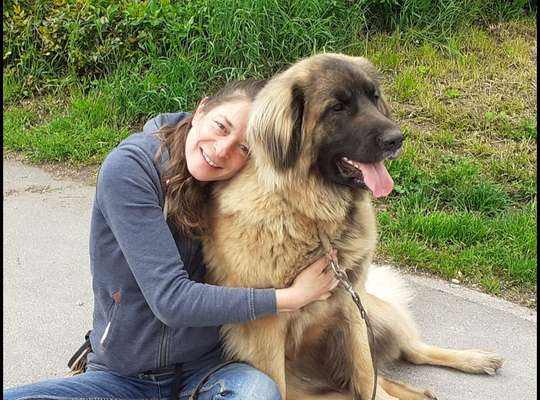 Leonberger-Beitrag-Bild