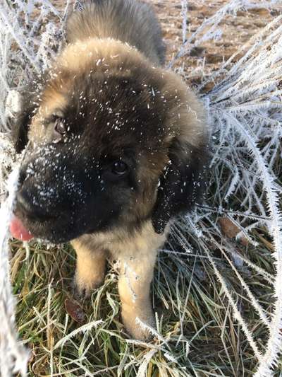 Welpen Bilder !-Beitrag-Bild