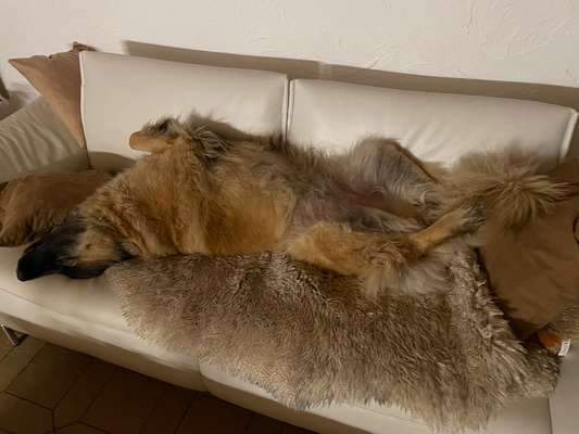 Dogorama Photo Challenge - Zeigt her eure Bäuche-Beitrag-Bild