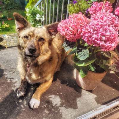 Hundetreffen-Gassi Bekanntschaften gesucht, Raum Erlangen-Bild