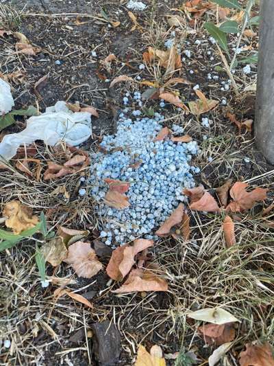 Giftköder-Blau-weißes Granulat am Baum-Bild