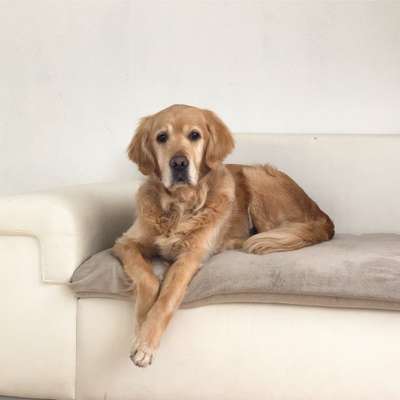 Wo sind die Golden Retriever Liebhaber?-Beitrag-Bild