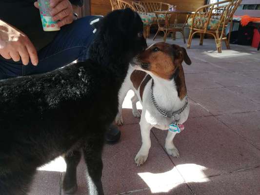 Bester Freund, Hundekumpel - zeigt her!-Beitrag-Bild