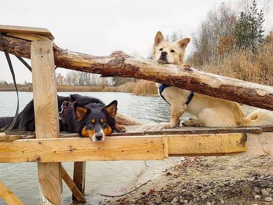 Bester Freund, Hundekumpel - zeigt her!-Beitrag-Bild