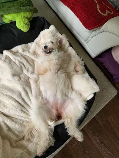 Welpen Bilder !-Beitrag-Bild