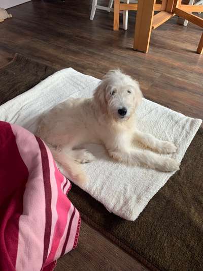 Welpen Bilder !-Beitrag-Bild