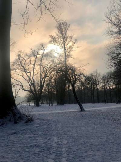 Hundeauslaufgebiet-Englischer-Garten Nord-Bild