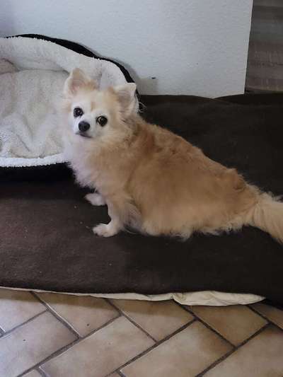 Unsere Fellnasen im Regenbogenland-Beitrag-Bild