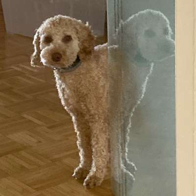 Hundetreffen-Sozialkontakte-Bild