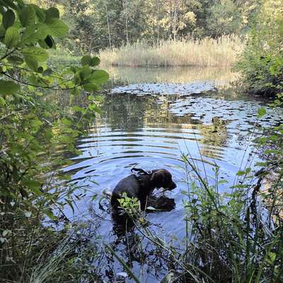 Hundetreffen-Jagdhundwelpen Raum Bern-Bild