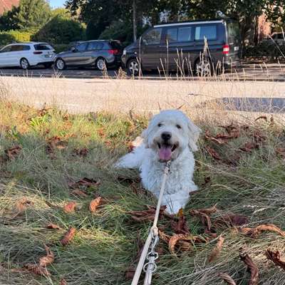 Hundetreffen-Goldendoodle aus dem Norden 🙂-Bild
