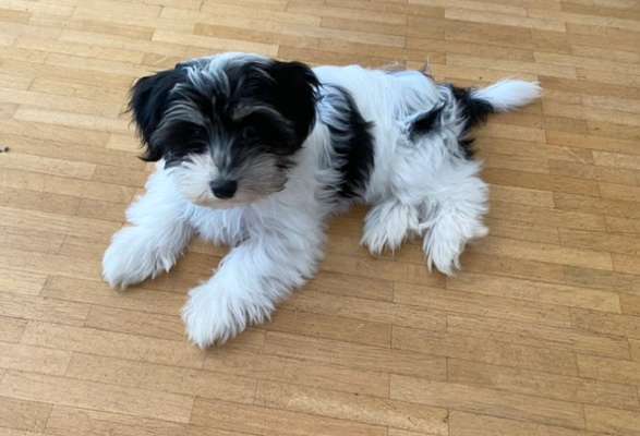 Havaneser-Beitrag-Bild