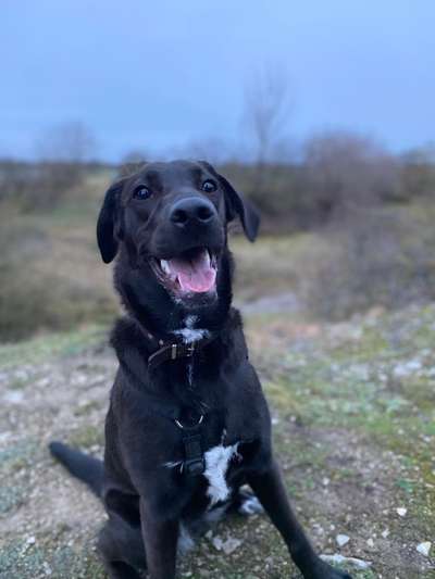 Labradorfans-Beitrag-Bild