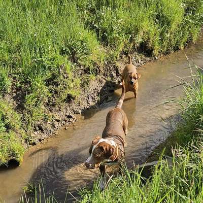 Hundetreffen-Canicross