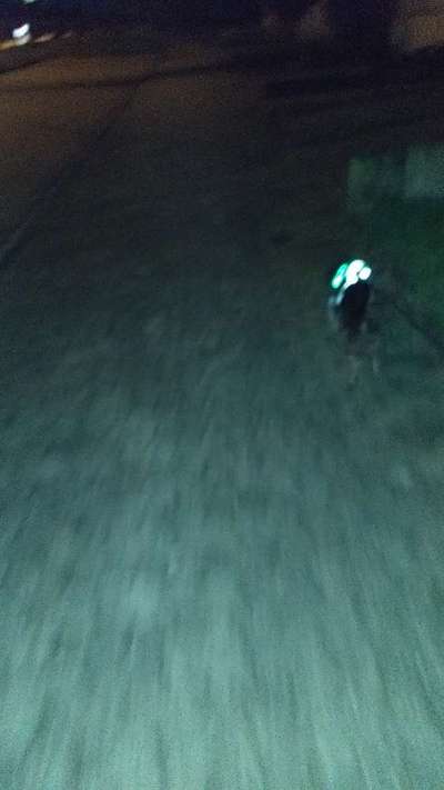 Hundetreffen-Treffen damit sich die Hunde  kennenlernen können !🐾🐶🐾🙏😇💖💖💖💖🥰🐕-Bild