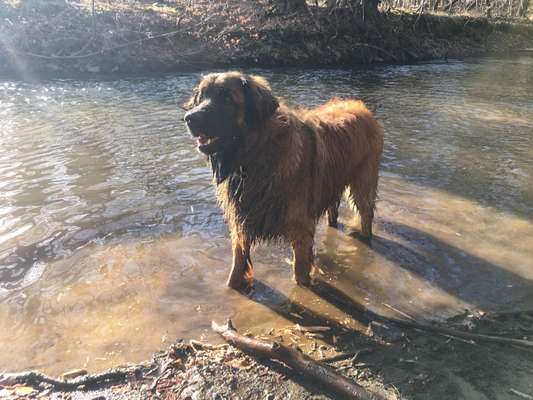 Leonberger-Beitrag-Bild