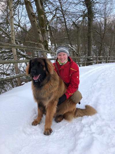 Weitere Große Schweizer Sennenhunde (oder andere große Rassen) hier?-Beitrag-Bild