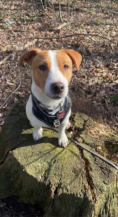 Reinrassige Hunde?-Beitrag-Bild