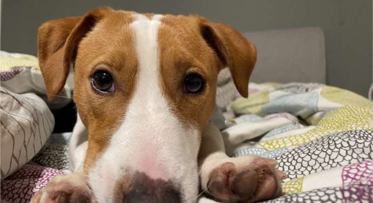 Dogorama Photo Challenge - Hundeblick zum hinschmelzen-Beitrag-Bild