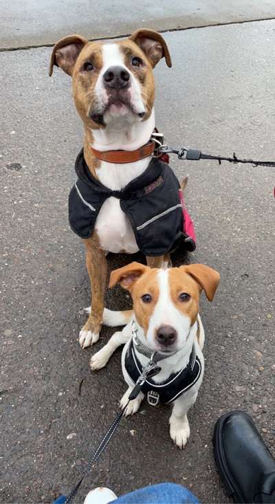 Bester Freund, Hundekumpel - zeigt her!-Beitrag-Bild