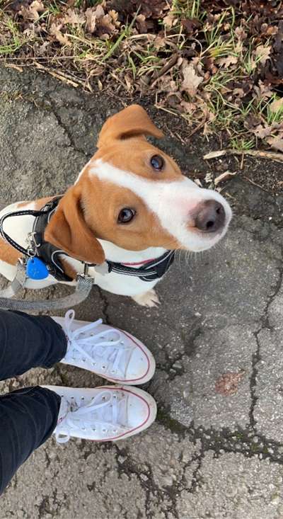 Jack Russell Terrier-Beitrag-Bild