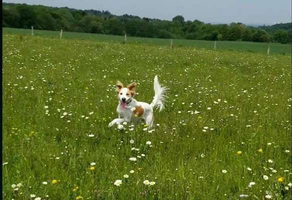 Die Dogorama Monats Challenge "Es grünt und blüht"-Beitrag-Bild