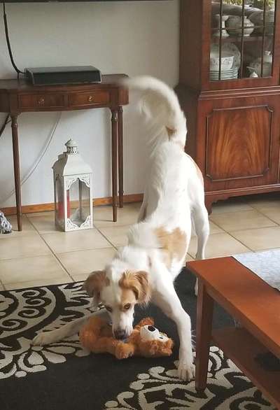 Zeig dein Hund mit seinem Lieblingsspielzeug-Beitrag-Bild