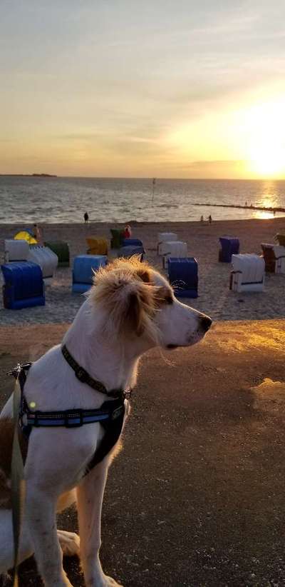 Hunde im Urlaub-Beitrag-Bild
