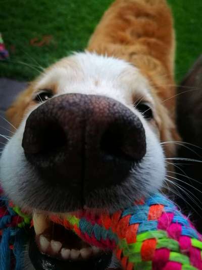 Zeigt mir die tollste Nahaufnahme von eurer Fellnase-Beitrag-Bild