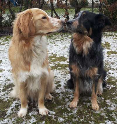 Mischlinge raten - Rätselspaß-Beitrag-Bild