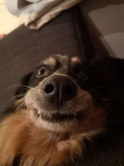 Zeigt mir die tollste Nahaufnahme von eurer Fellnase-Beitrag-Bild