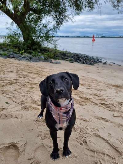 Mischlingshunde Foto Aufruf-Beitrag-Bild