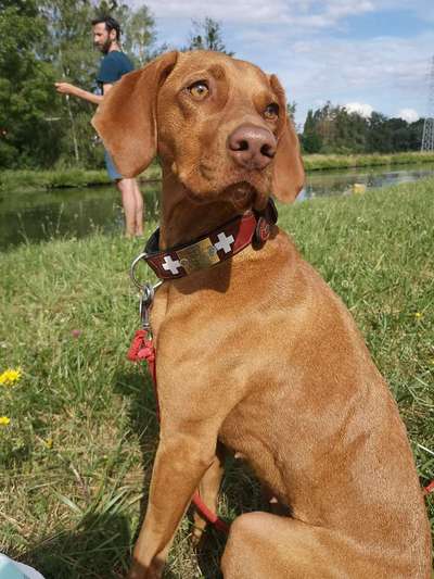 Hundetreffen-Magyar Vizsla-Bild