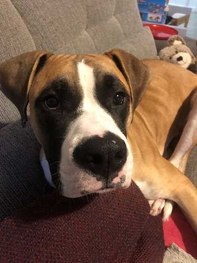 Boxer ???-Beitrag-Bild