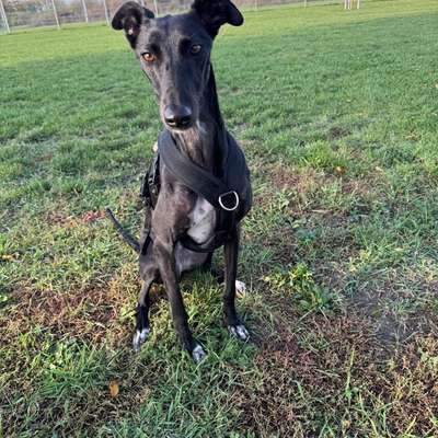Hundetreffen-Windhunde Spielpartner gesucht-Bild