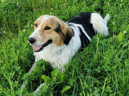 Dein Hund im Dogorama-Kalender 2021-Beitrag-Bild