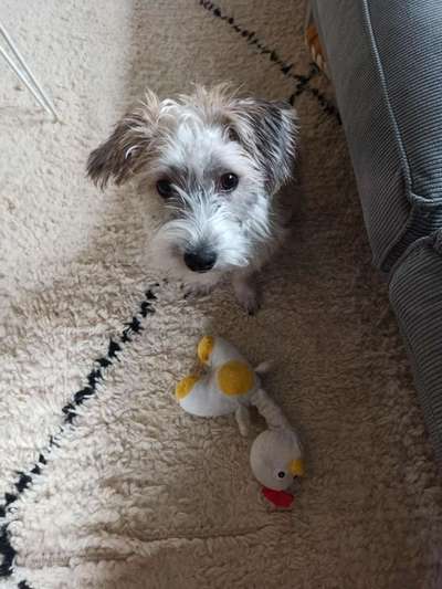 Mischlingshunde Foto Aufruf-Beitrag-Bild