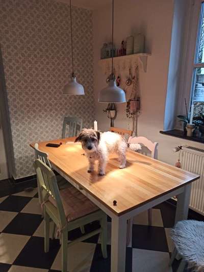 Dogorama Photo Challenge - Einmal lächeln bitte-Beitrag-Bild