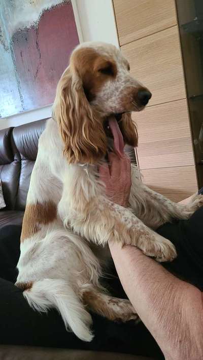 Tongue Out Tuesday-Beitrag-Bild