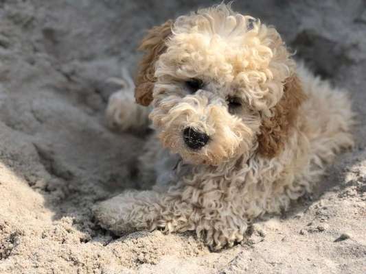 Alles rund um den Pudel-Beitrag-Bild