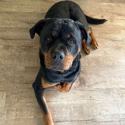 Hundetreffen-Spielen-Bild