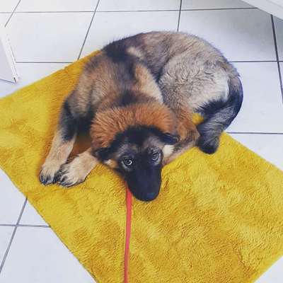 Berner Sennen-Beitrag-Bild