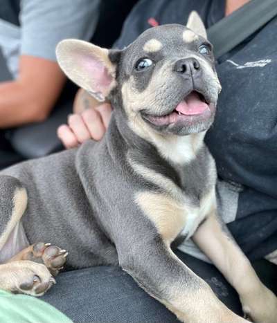 Französische Bulldoggen-Beitrag-Bild