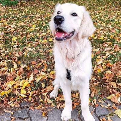 Hundetreffen-Social Walk-Bild