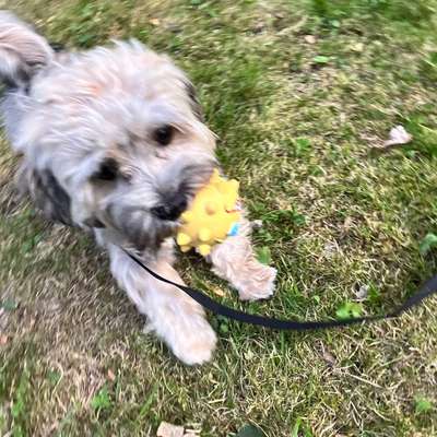 Hundetreffen-Leipziger Hunde  Treff ( Treffpunkt Wechselbar )-Bild
