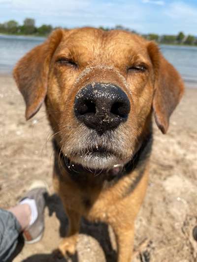 Die Dogorama Kalender Challenge Titelbild-Beitrag-Bild