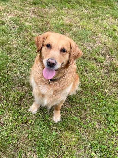 Wo sind die Golden Retriever Liebhaber?-Beitrag-Bild