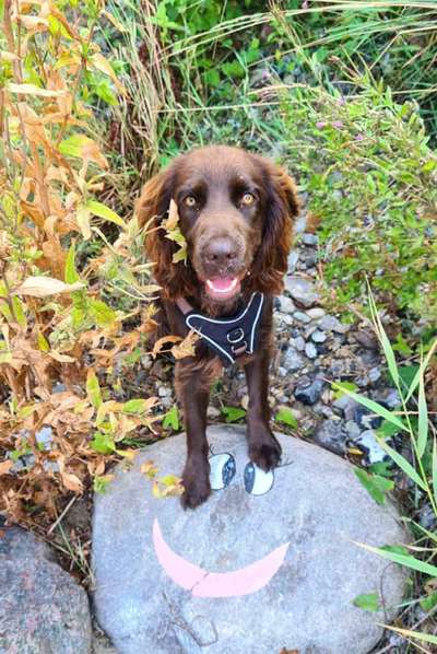 Handy Foto Challange Nr. 46  Happy Dog-Beitrag-Bild