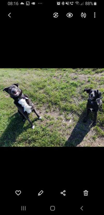 Auslandstierschutz-Beitrag-Bild