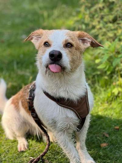 Tongue Out Tuesday-Beitrag-Bild